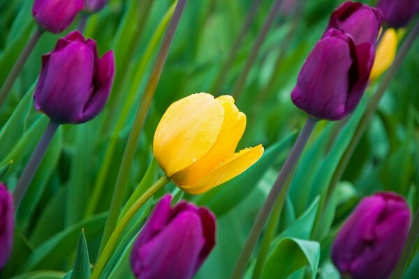 Leaf flowers Tulips spring petals