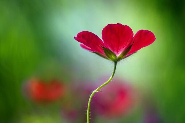 Rote Blume auf verschwommenem Hintergrund