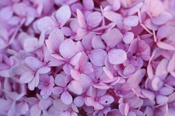 Tau rosa lila Hortensie Blumen