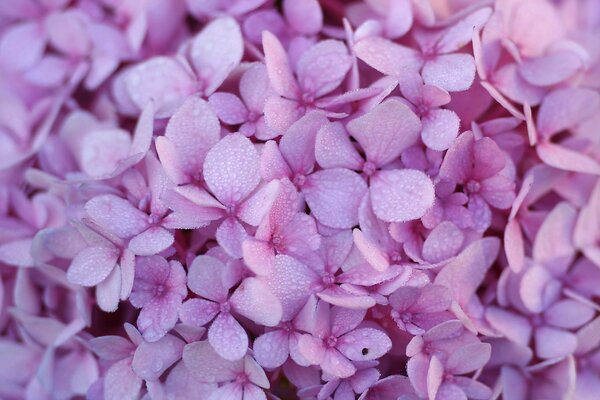 Росы розовый фиолетовый гортензия цветы