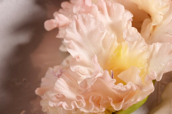 Pink gladiolus flower. Macro