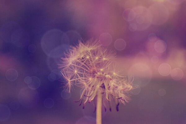 Dandelion on a blurry background