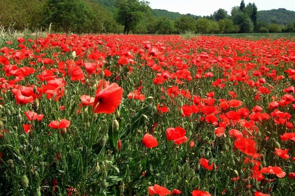 Un vasto campo de amapola roja