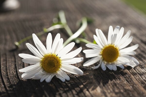 Fond d écran avec des marguerites blanches sur fond gris