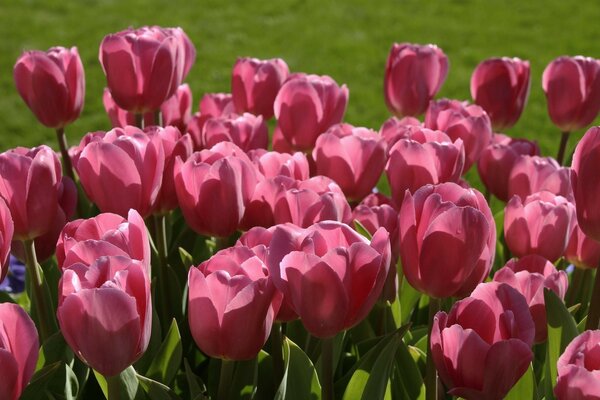 Rote Tulpen auf einer grünen Wiese