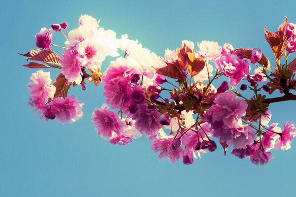 Branche rose floraison printanière sur fond de ciel