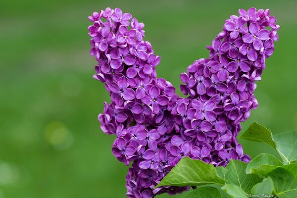 Boccioli di lillà viola su sfondo verde