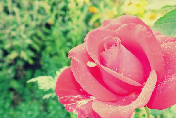 Hermosa rosa con gotas de rocío