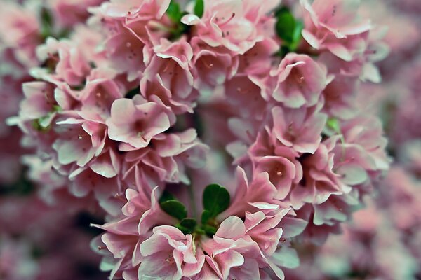 A bouquet of many pink flowers