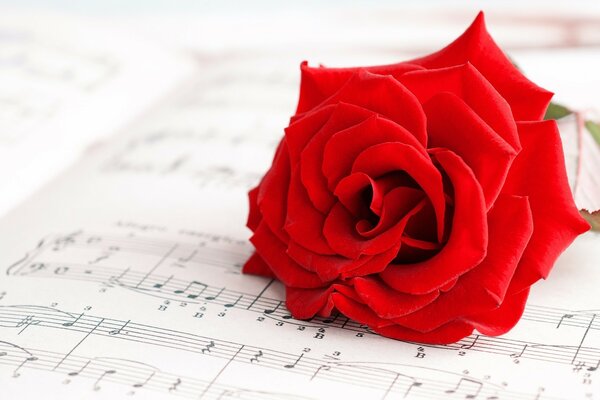 Цветок роза на тетради для музыки