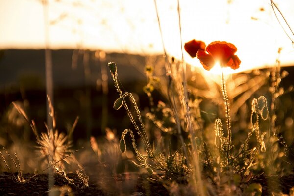 Flower summer sun poppy petals