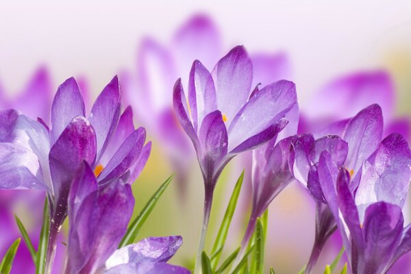 Las flores púrpuras se extienden hacia el sol