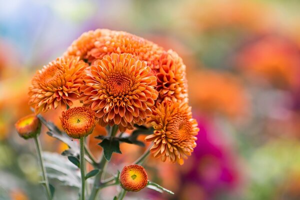 Ornamental chrysanthemum on a background of variegated flowers