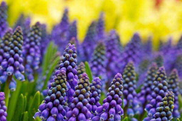 Lila Blüten auf gelbem Hintergrund