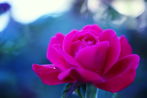 Rosa rosa su sfondo blu