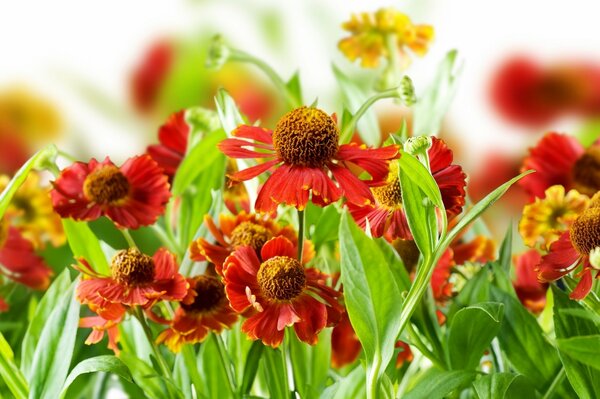Helle Frühlingspflanzen und Blumen mit Rossa