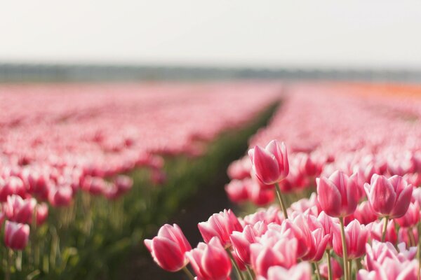 Wiosenne pole różowych pulpanów