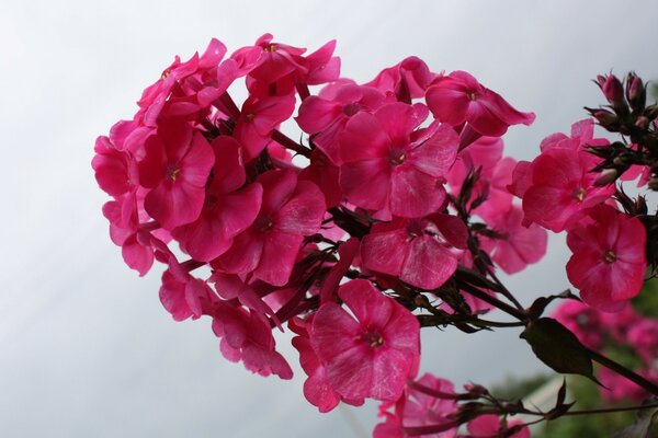 Fleurs avec des pétales roses