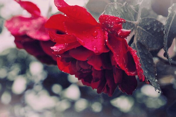 Падающий бутон красной розы с капельками росы