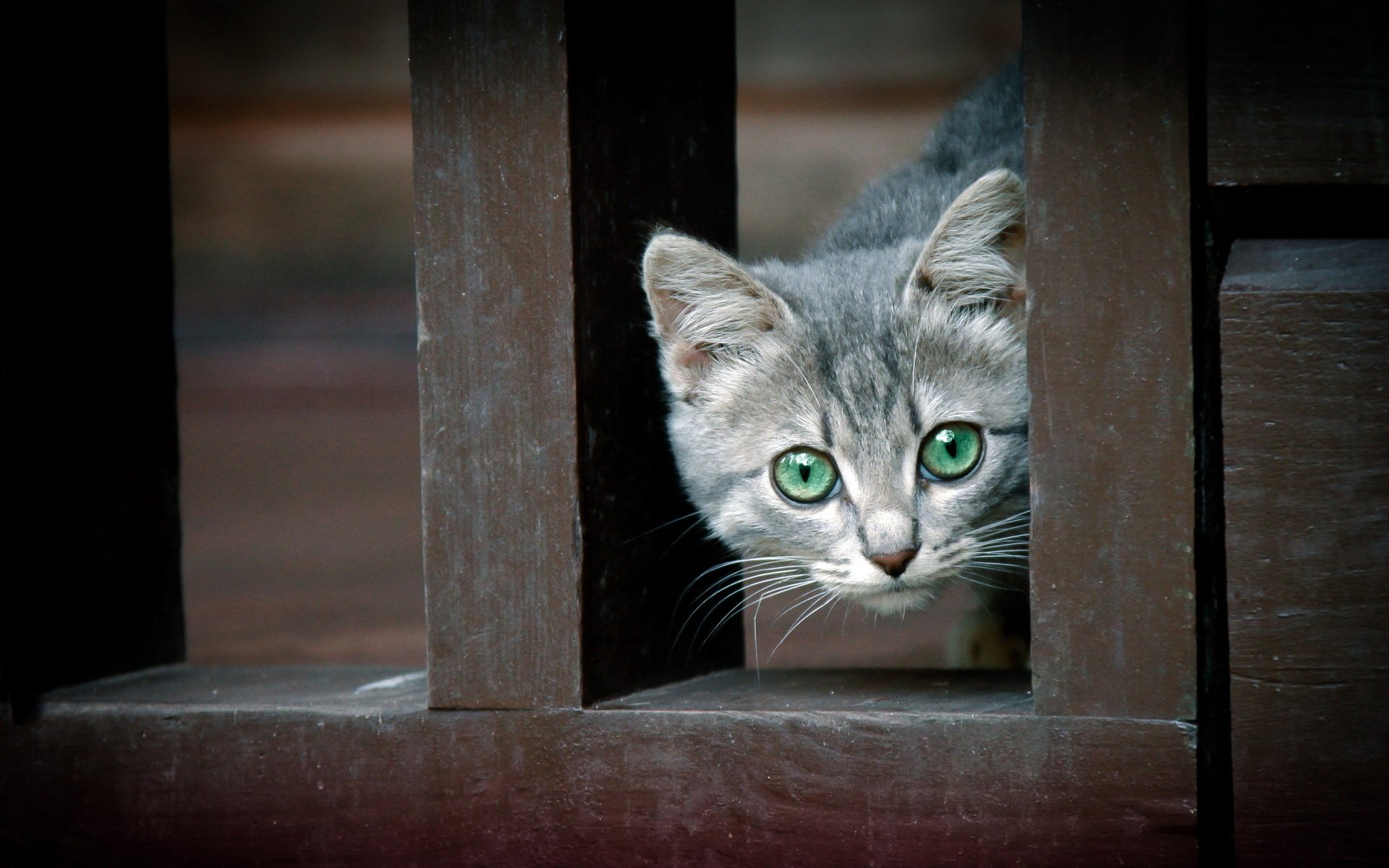 cat the fence background