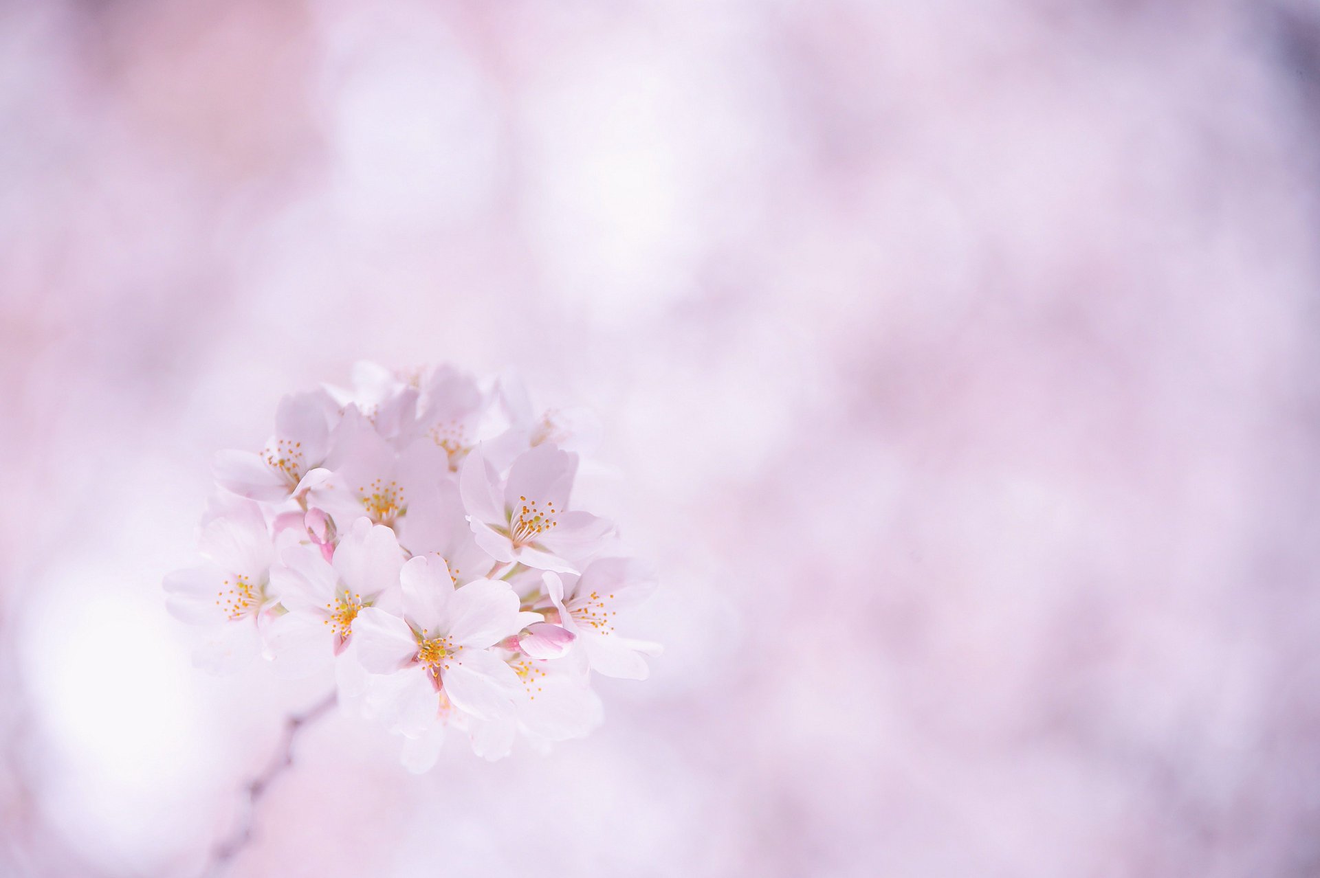 fleurs sakura cerise rose pétales brindille blanc