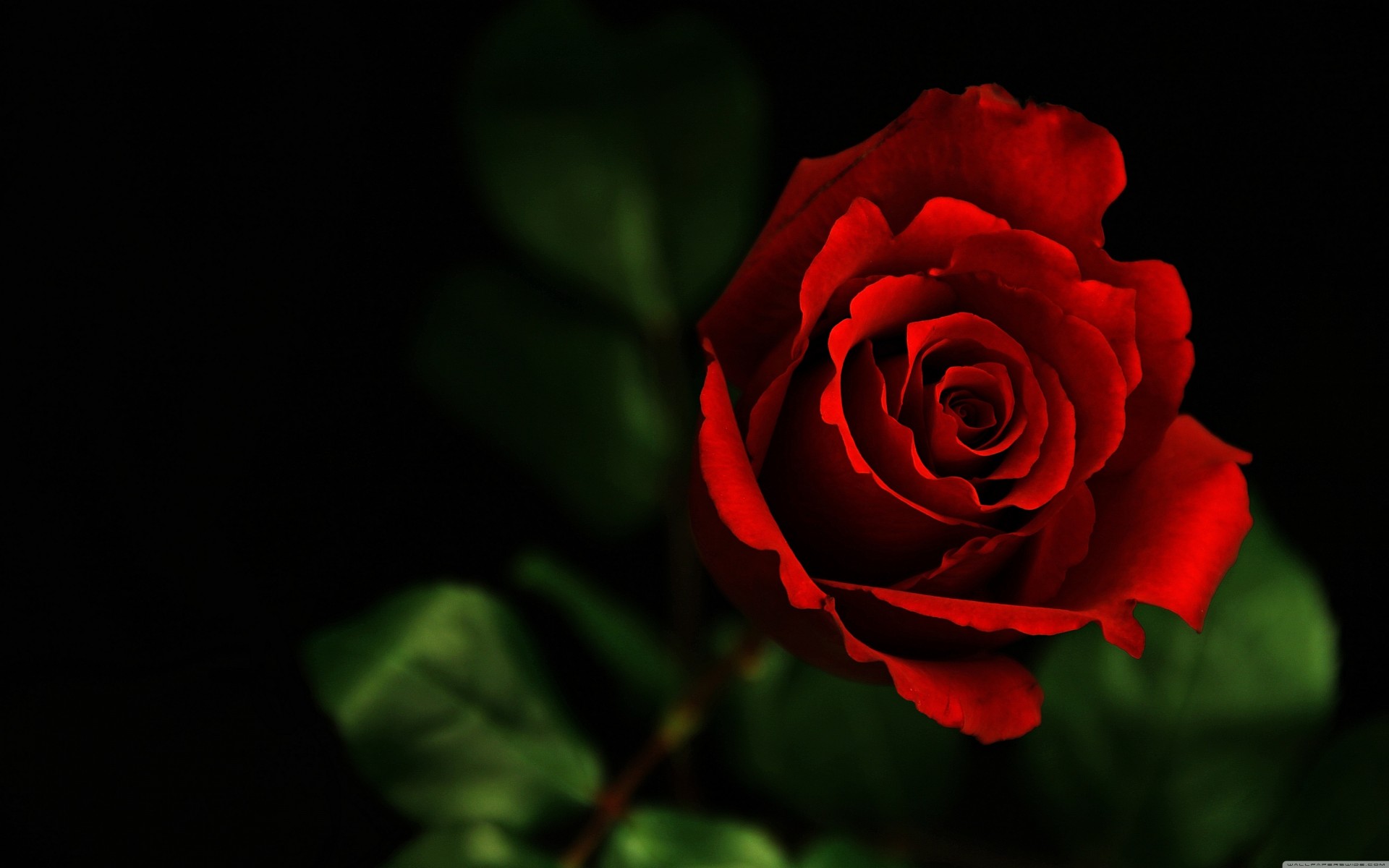 rose rouge rose belle sombre-