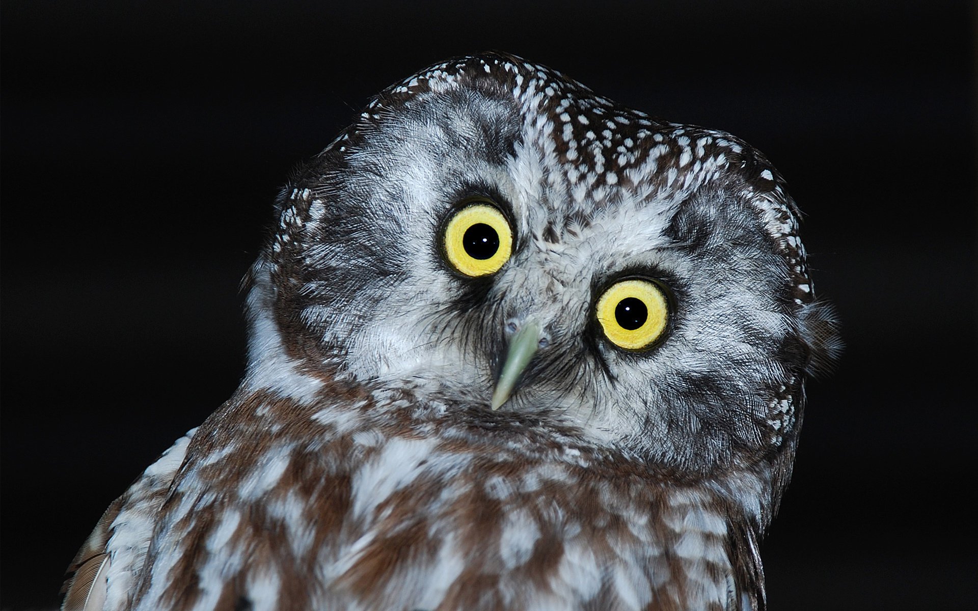 the dark background owl tail bird head