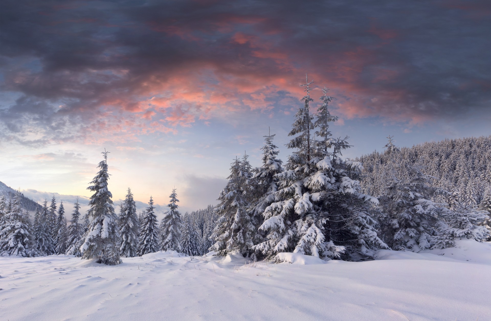 palmeras bosque parque central nubes nieve invierno