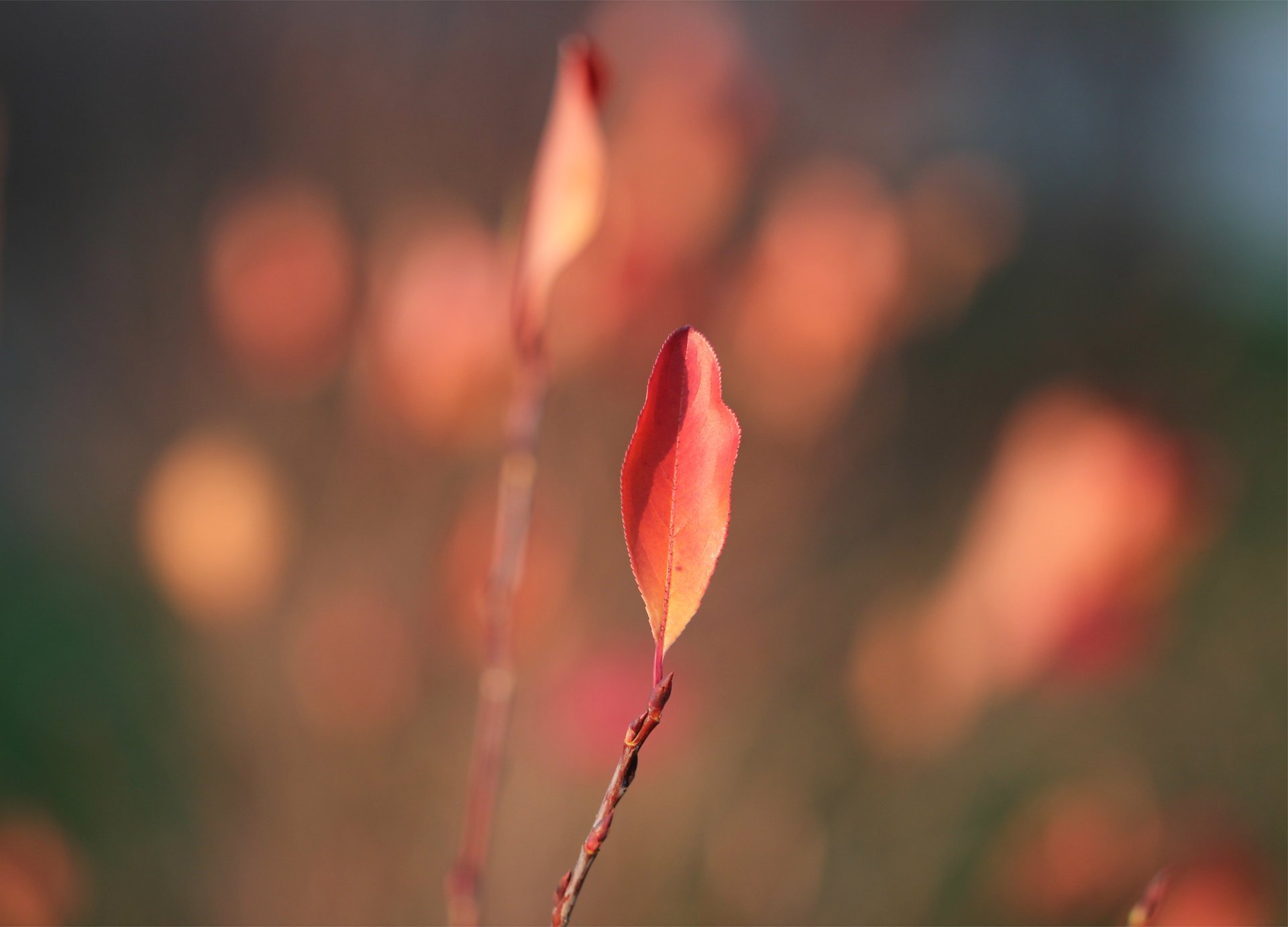 feuille feuille rouge branches feuilles automne flou