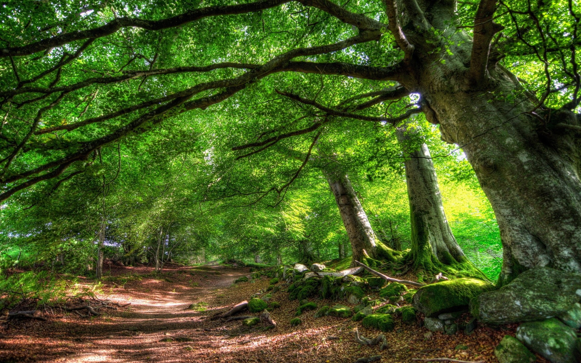 camino verano árboles naturaleza