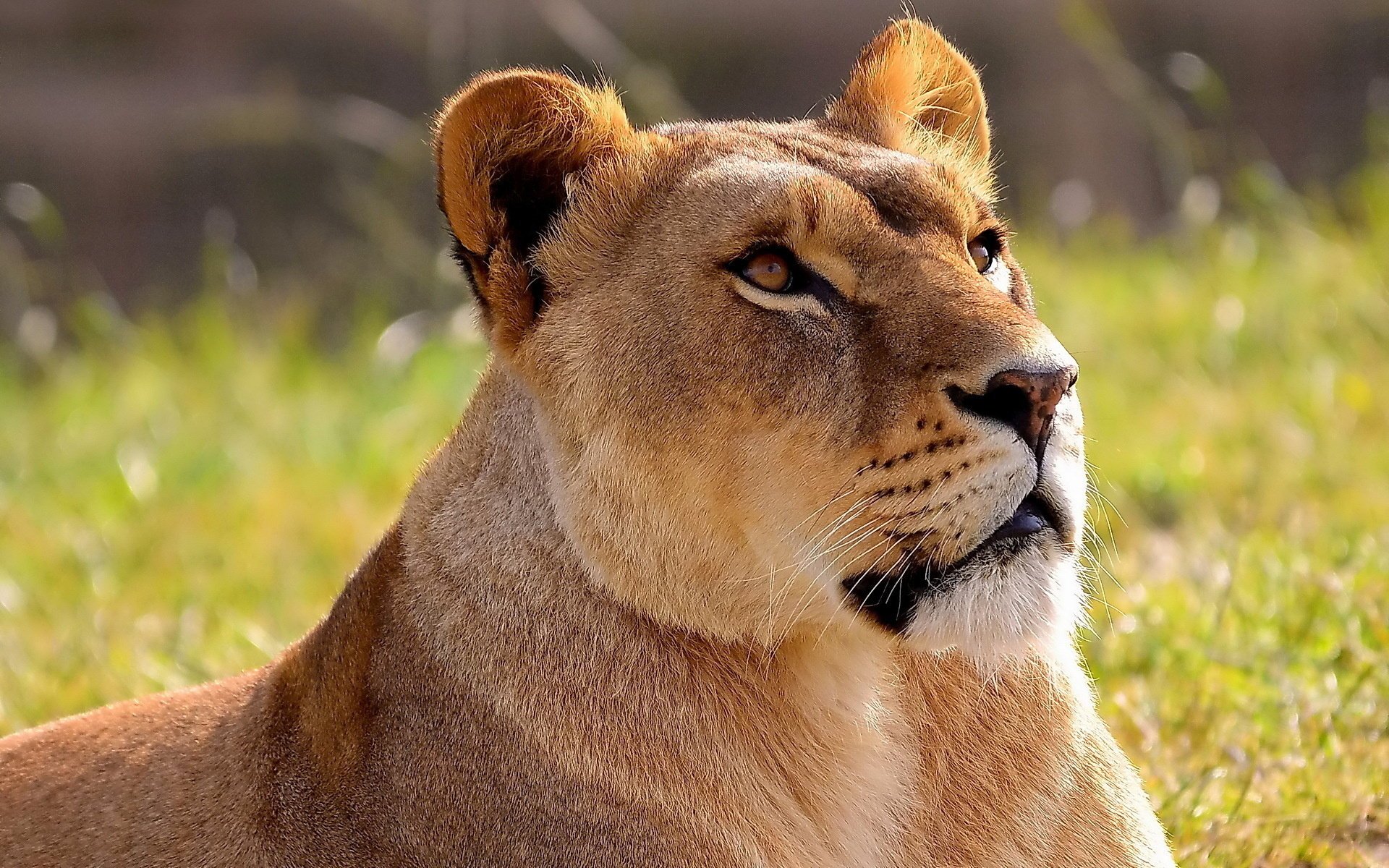 löwe löwe löwin schnauze schaut nach oben panthera leo