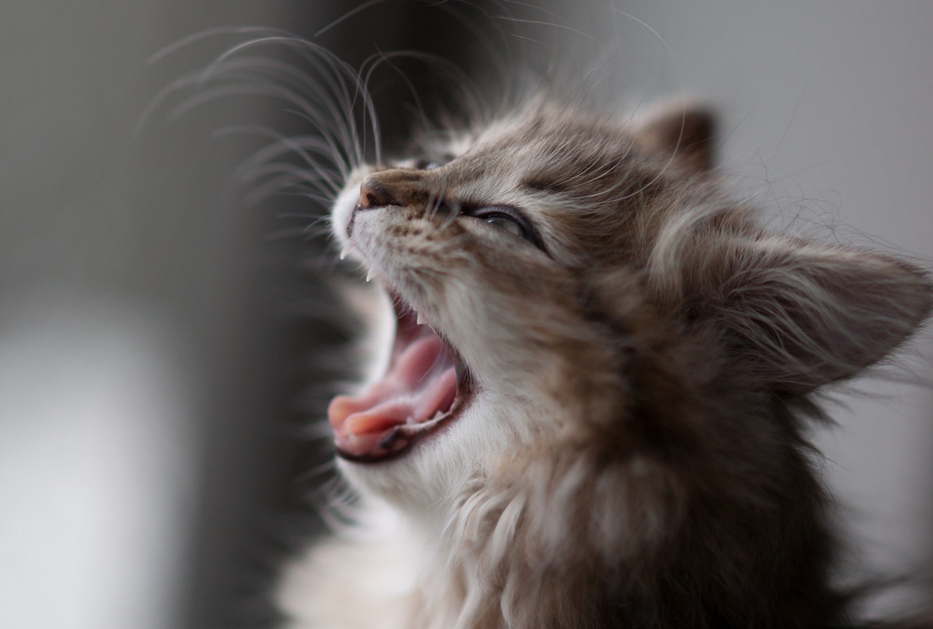 katze ben torode kätzchen maul schnurrbart gähnt daisy makro