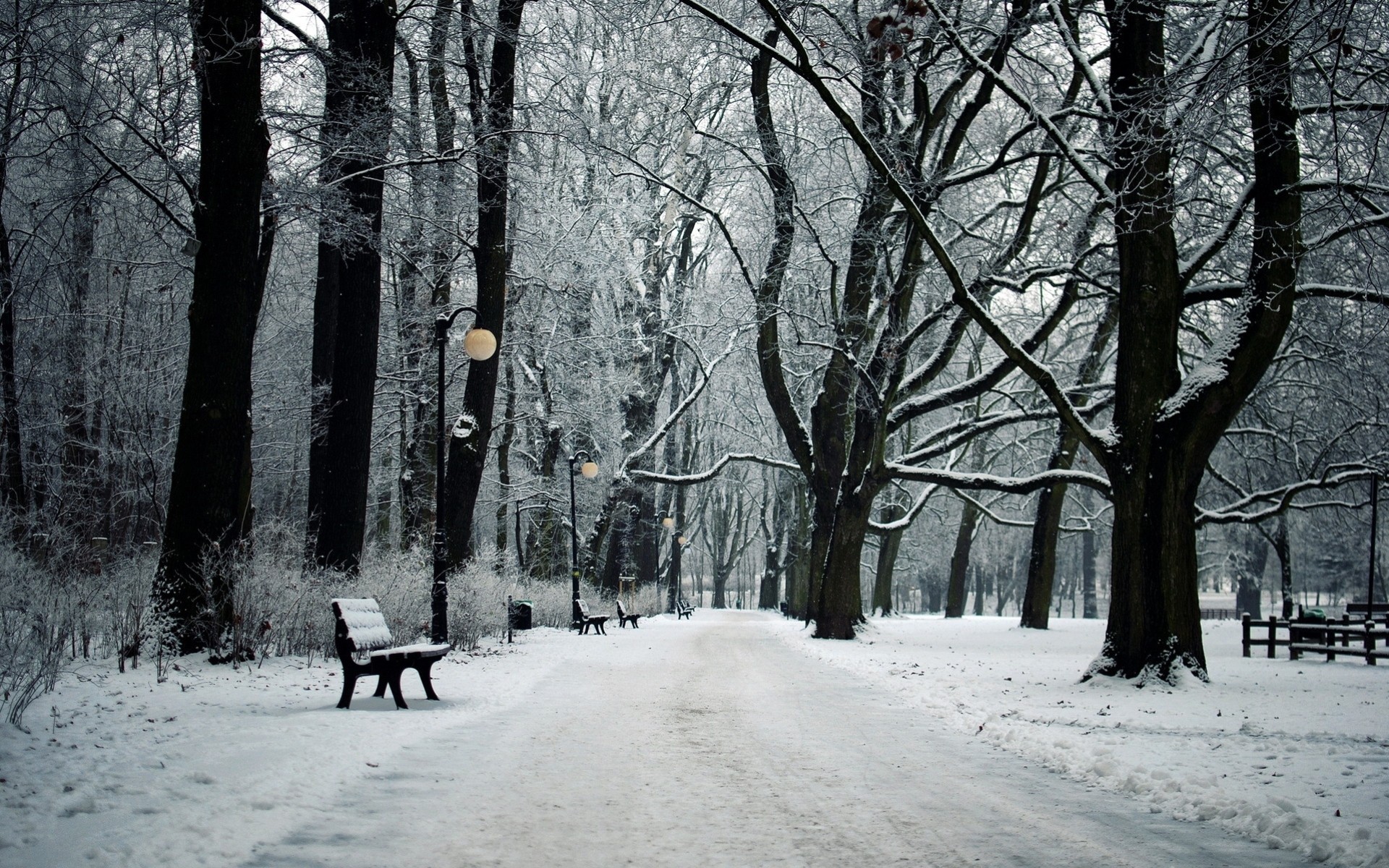 neige arbres ville lumières parc paysages ruelle hiver