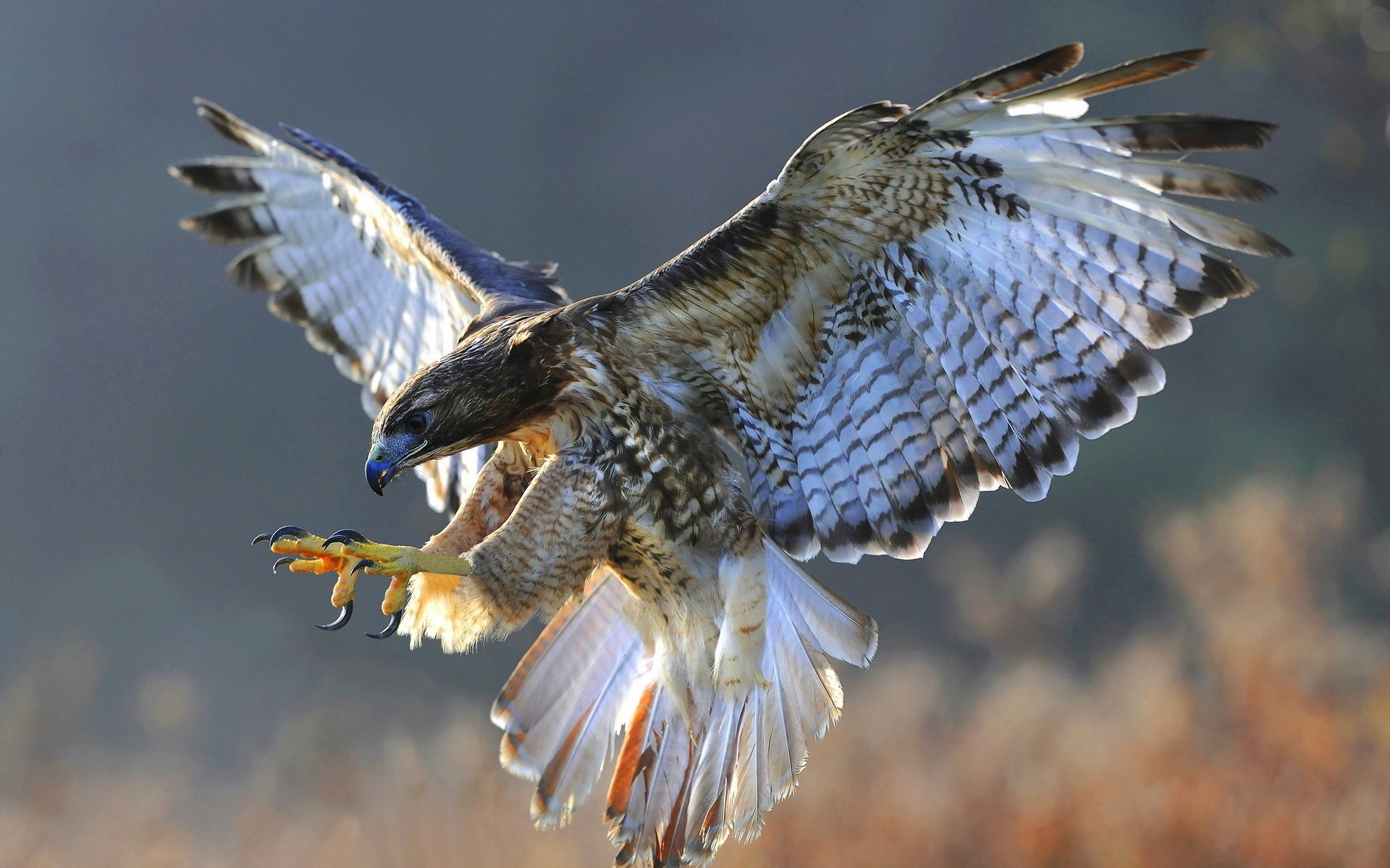 uccello falco natura