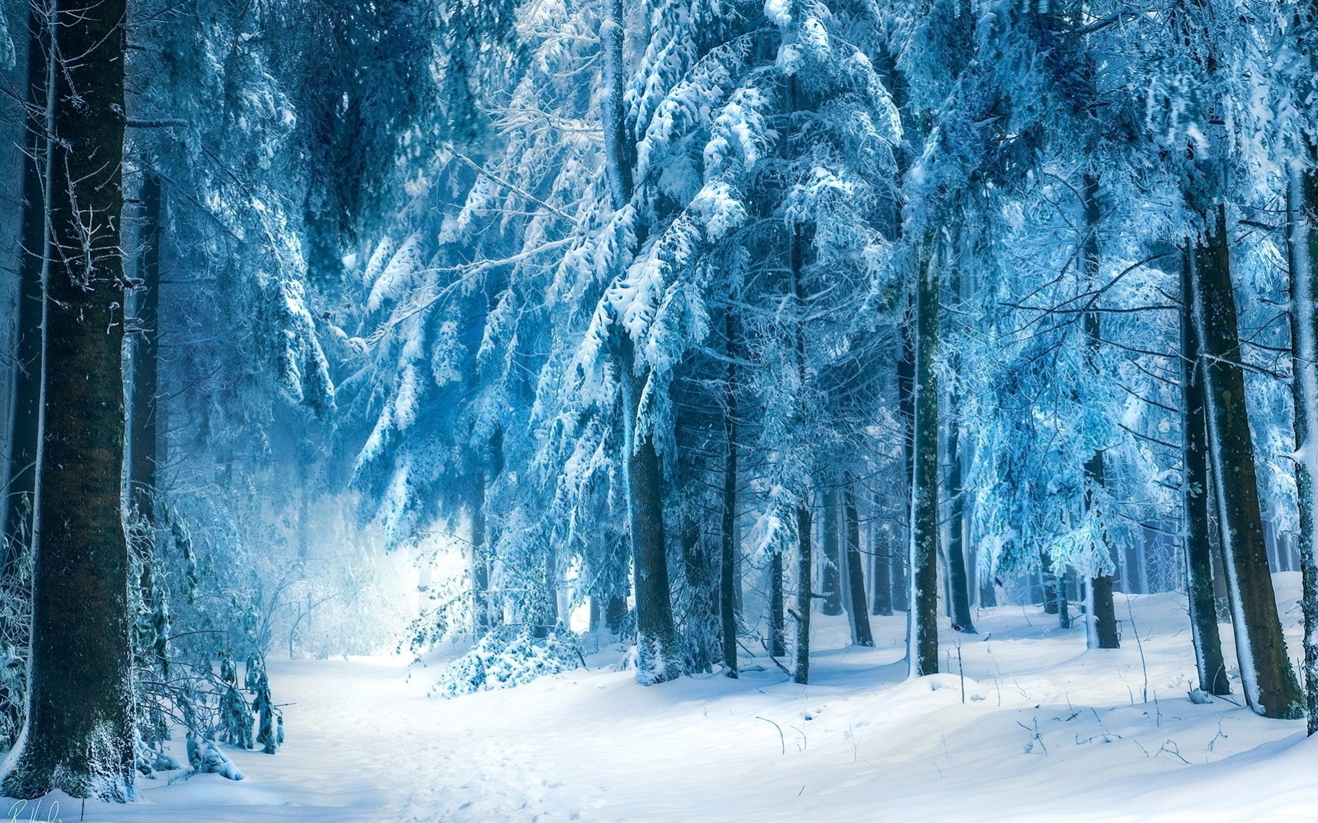 зима лес природа