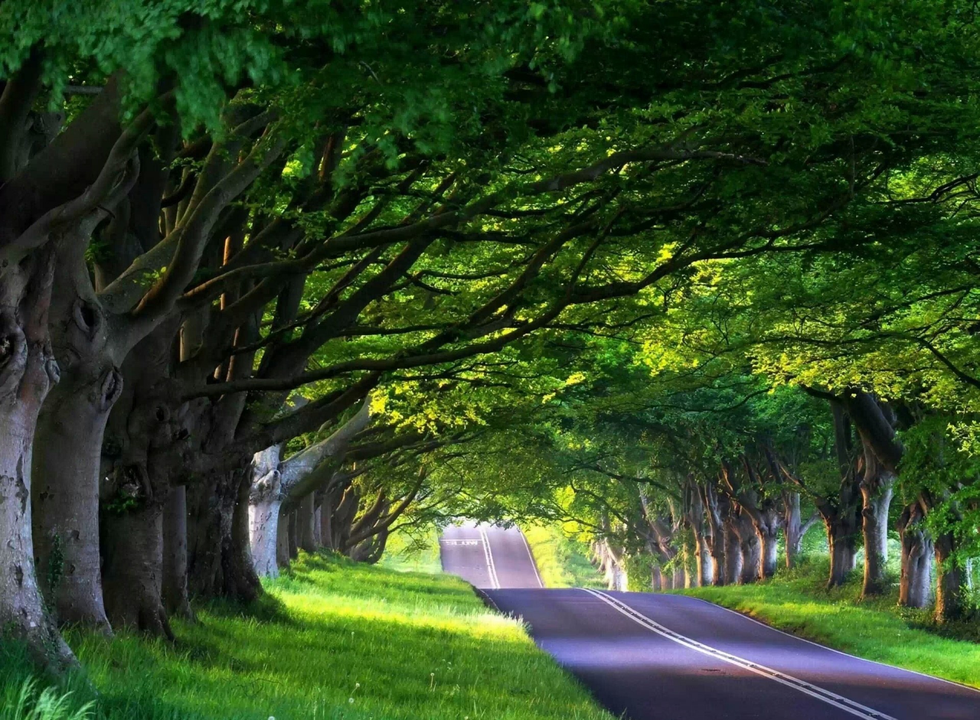 arbres route lumière du soleil verdure