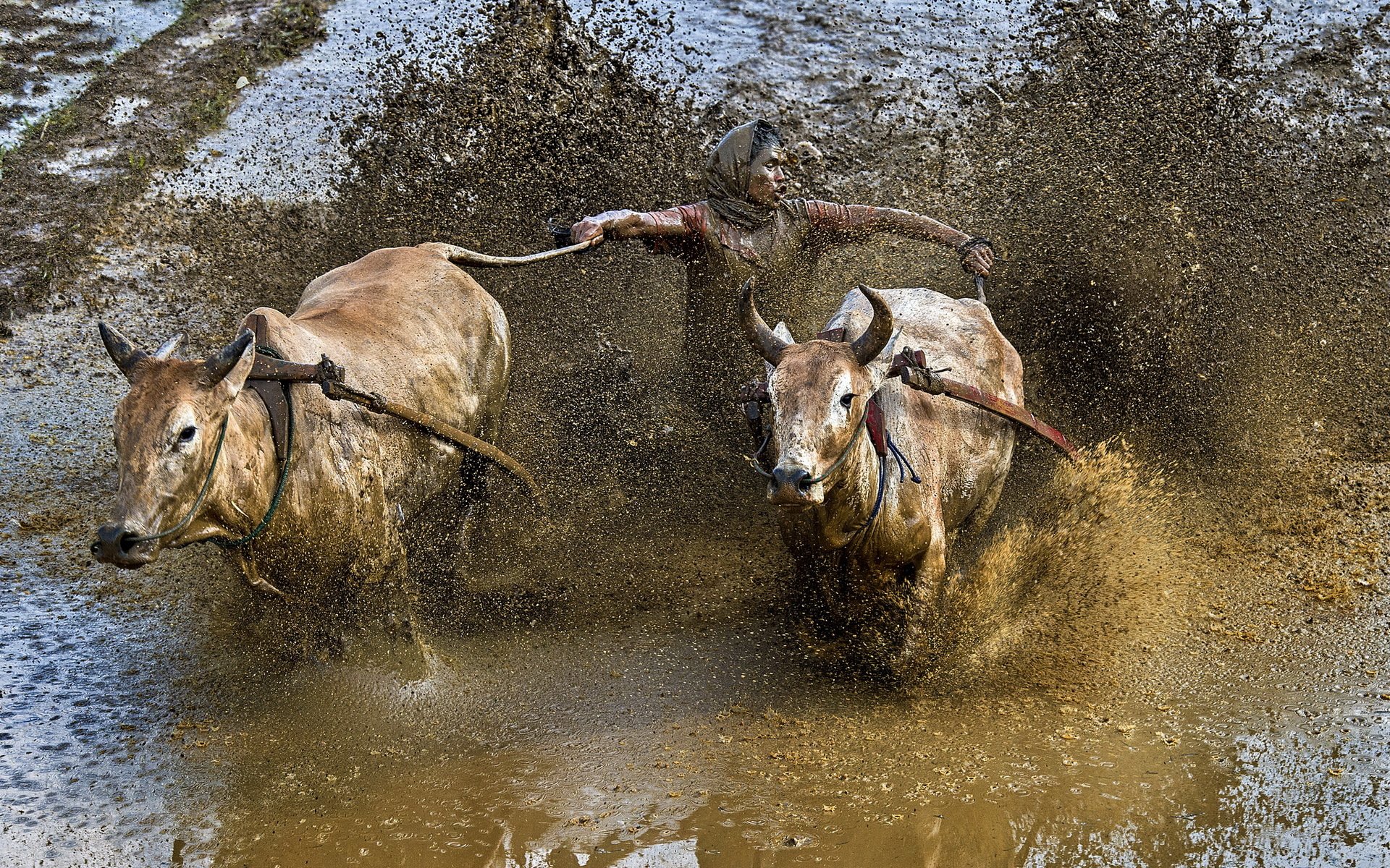 ports race bulls dirt