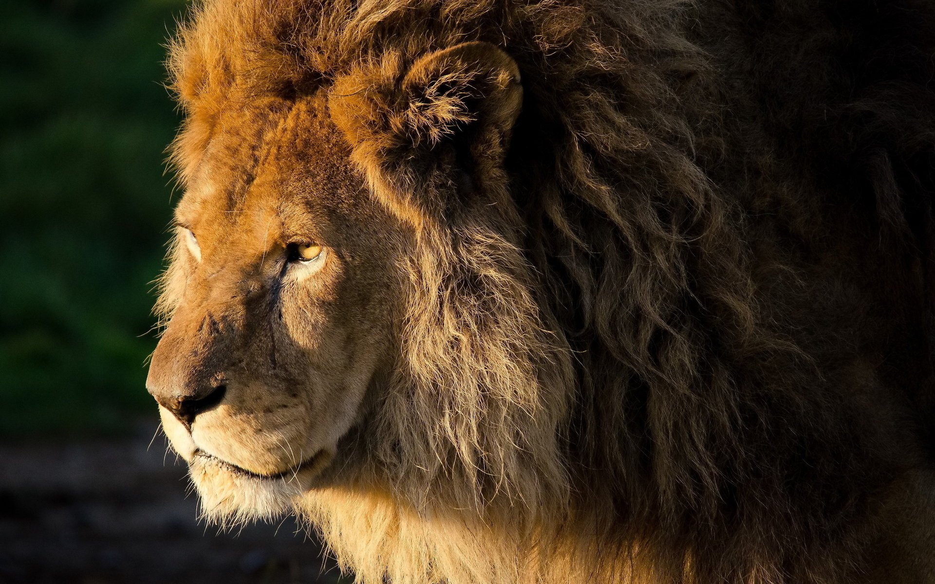 león león panthera leo rizos melena mirada hocico