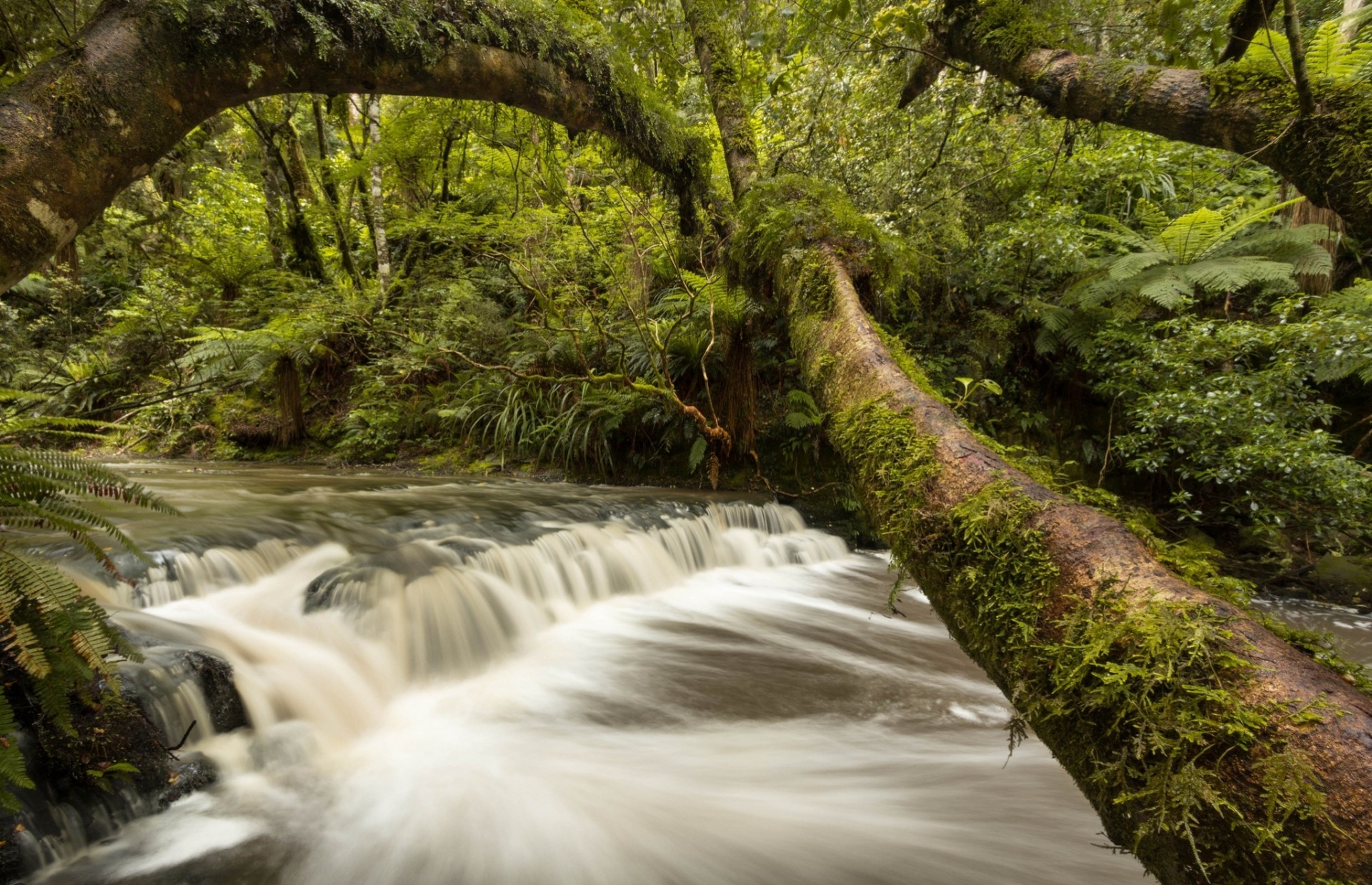 fiume alberi foresta nuova zelanda cascata