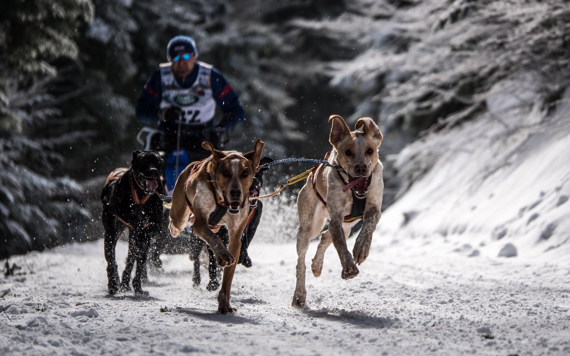 dogs race sport