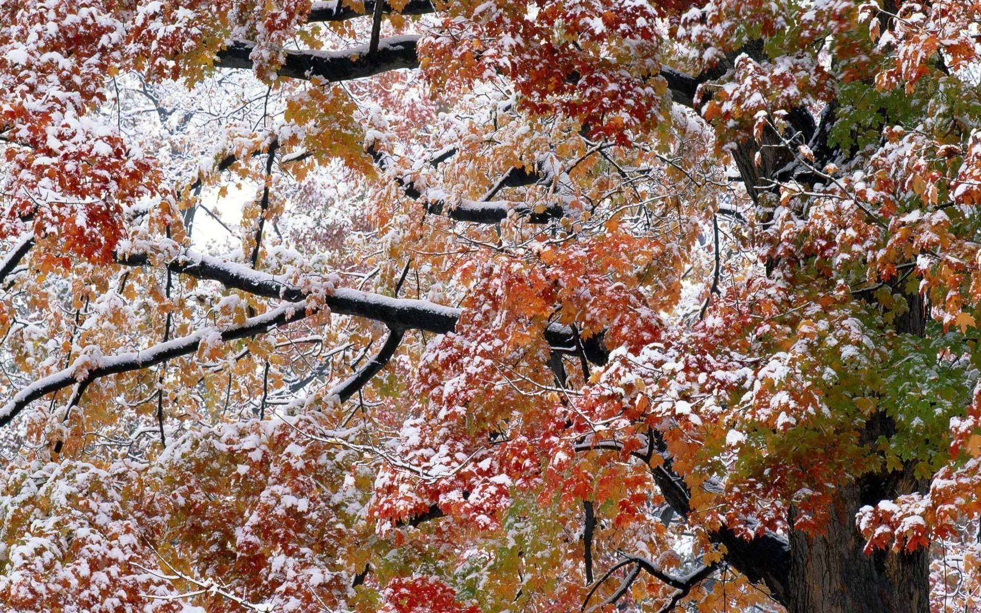 feuille automne arbres neige