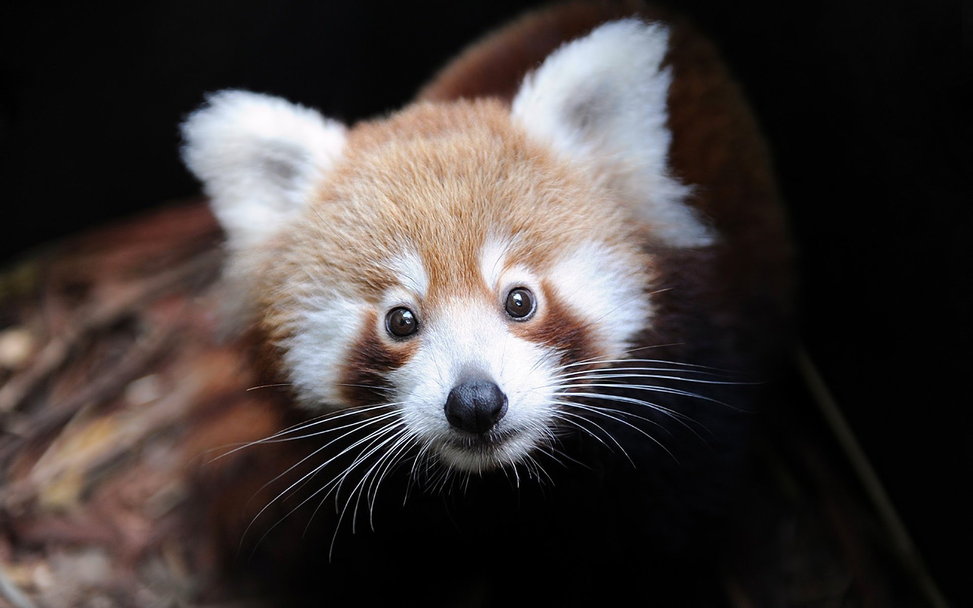 ailurus fulgens in firefox red panda