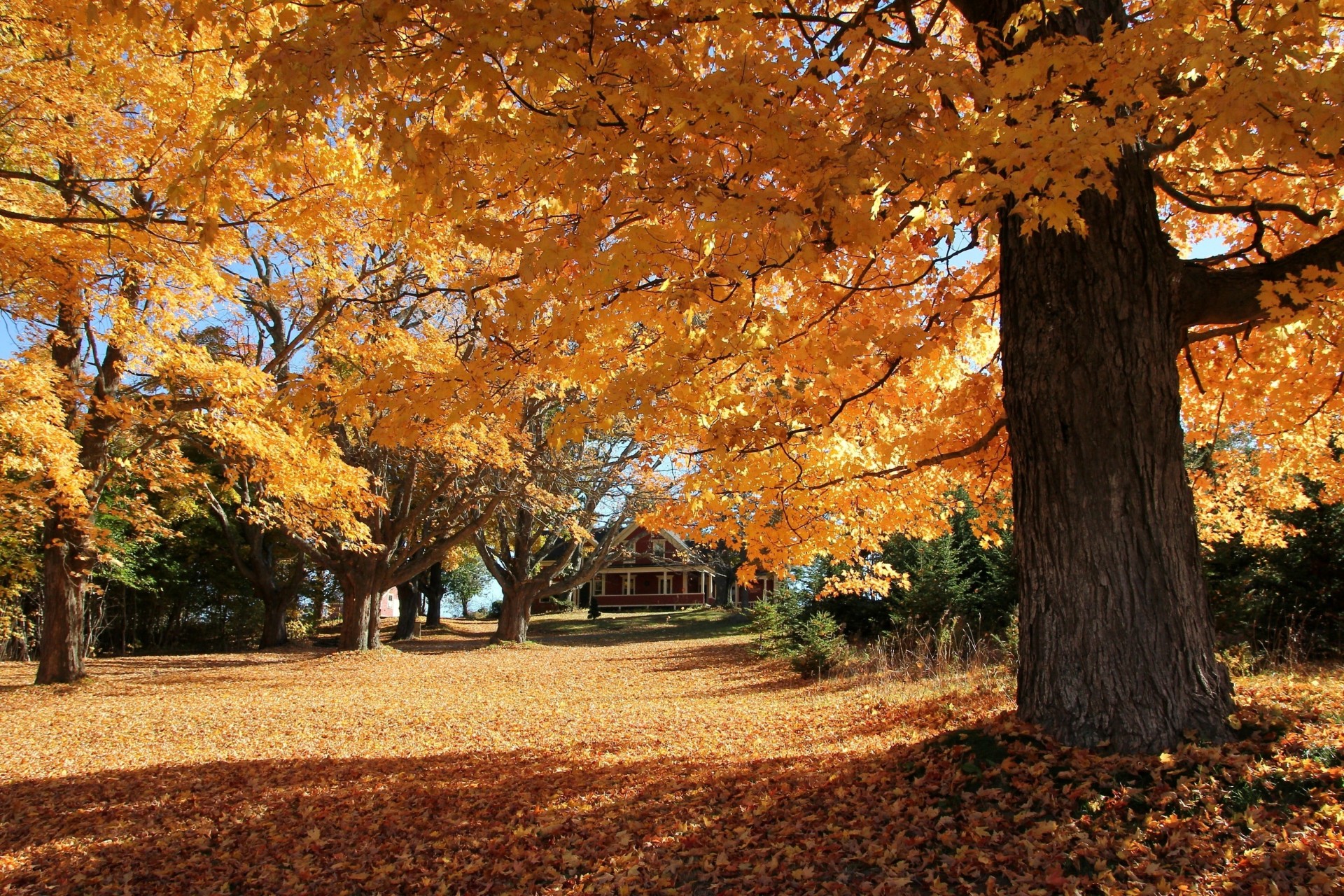 autumn tree landscape house park