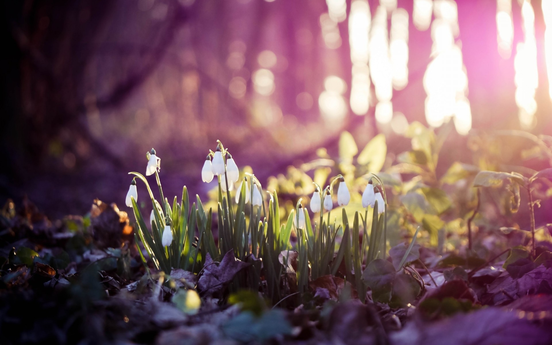 perce-neige première forêt fleurs printemps