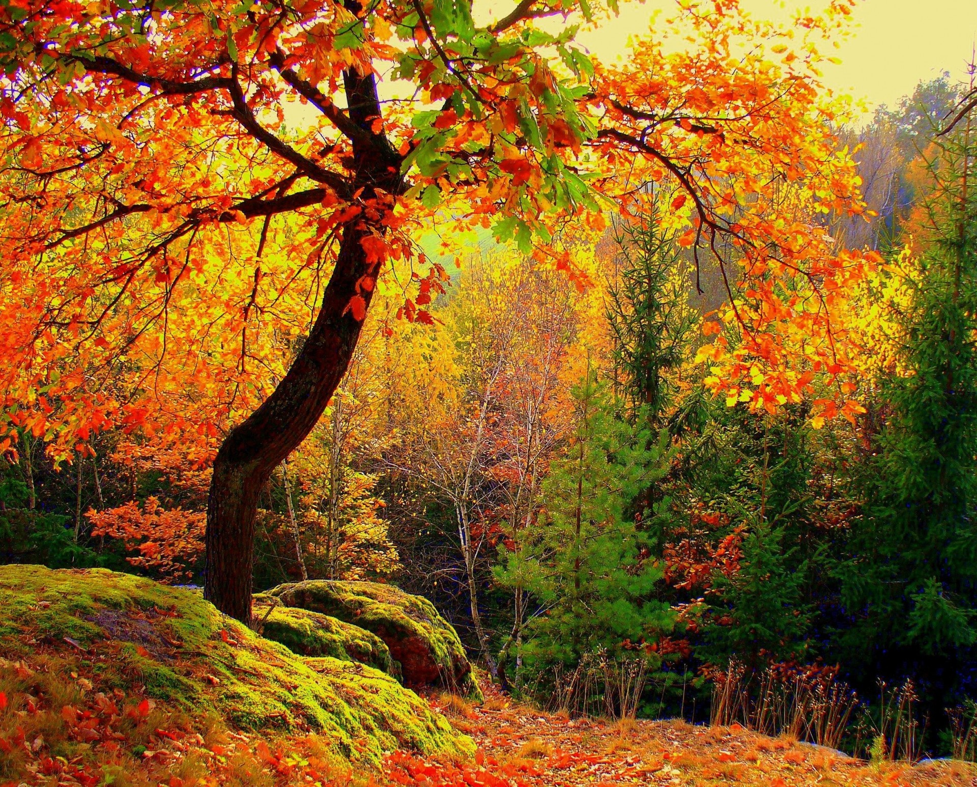 autunno alberi paesaggio foresta