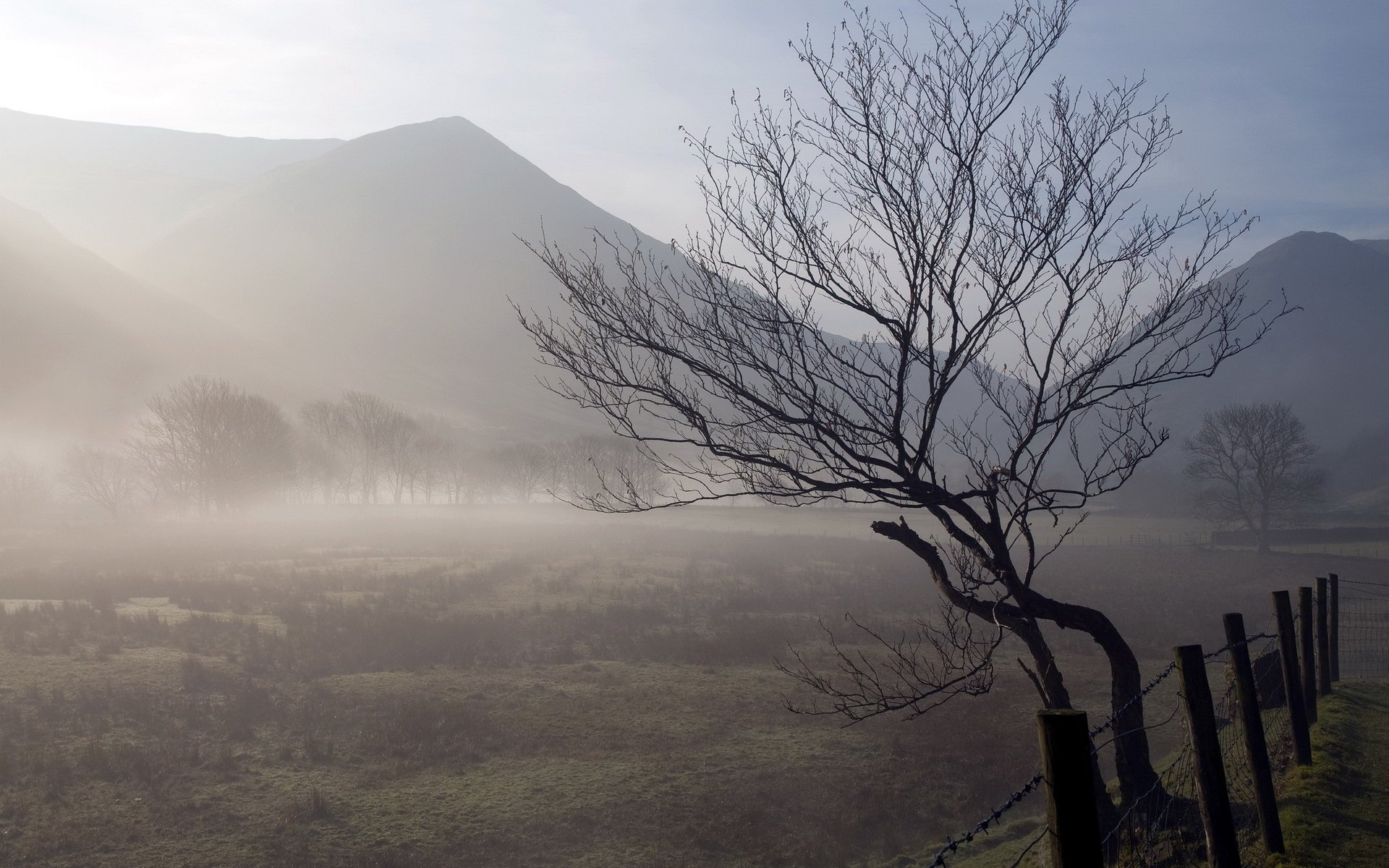 feld baum natur nebel zaun morgen landschaft