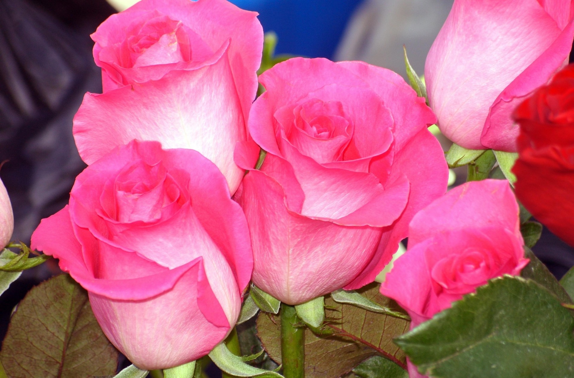 rosa bouquet boccioli macro rose