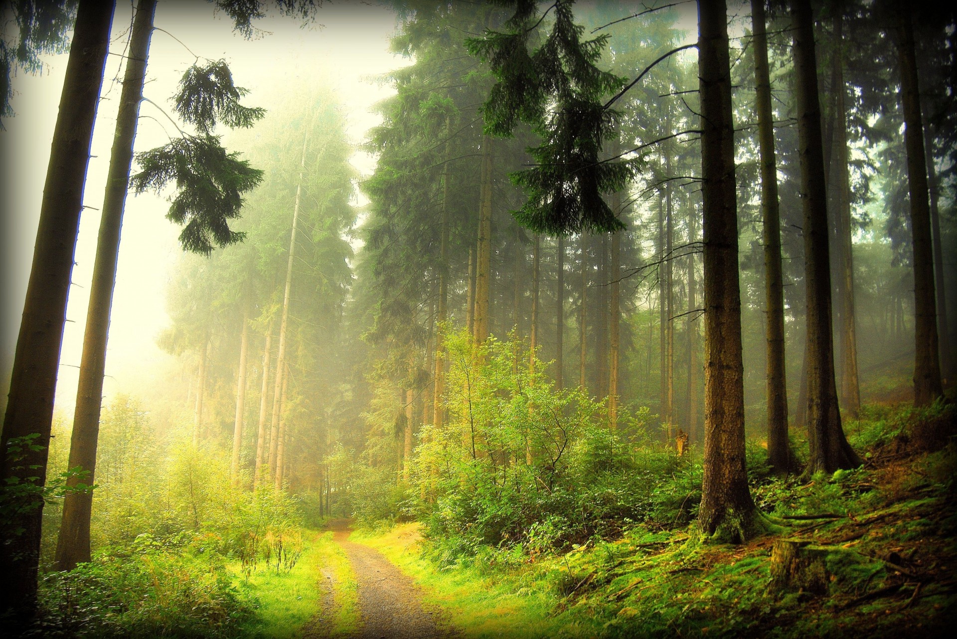 arbres brouillard forêt route nature