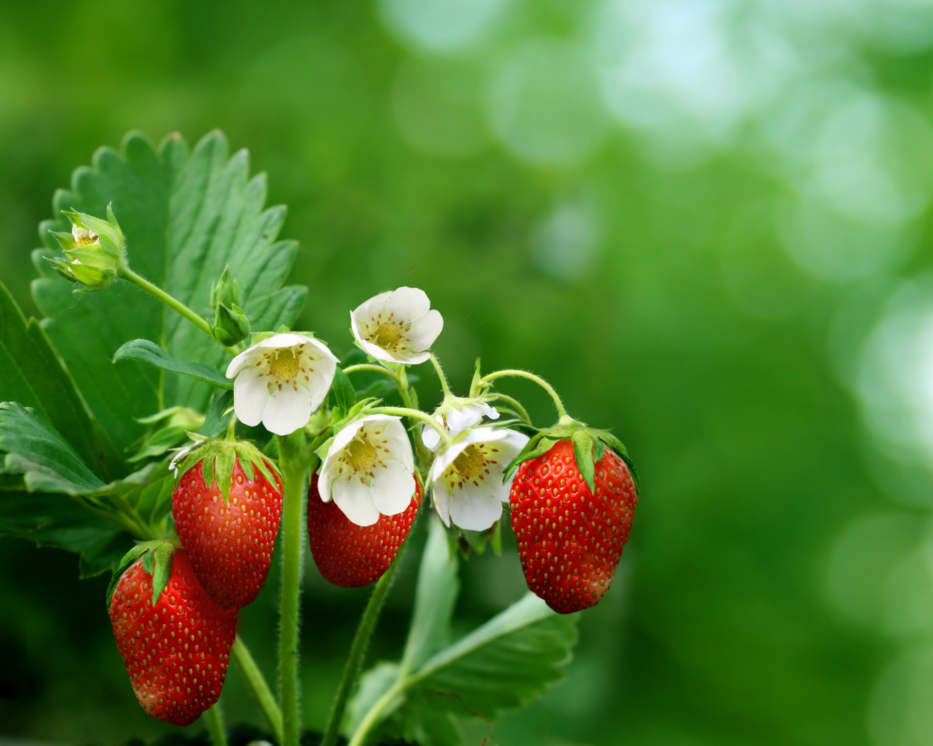 truskawka natura kwiaty zdjęcie makro wiosna