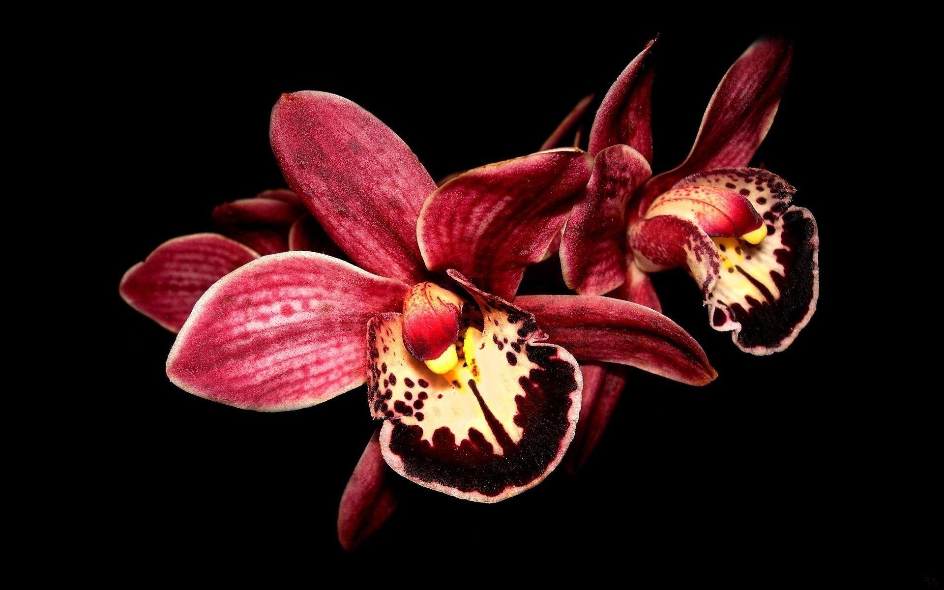 flower orchid macro black background